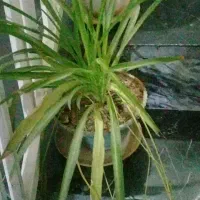 معاوضه گل و گلدان طبیعی|گل و گیاه طبیعی|کرمانشاه, |دیوار