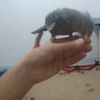 عروس هلندی|پرنده|اهواز, فتح|دیوار