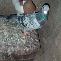 کبوتر|پرنده|سبزوار, صالح آباد|دیوار