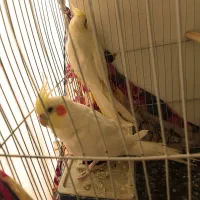 دوتا عروس هلندی‌‌ سه تا مرغ عشق و یه دونه کوتوله