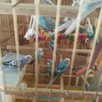 فروش مرغ عشق بصورت تک و تعداد بالا|پرنده|سردشت, |دیوار