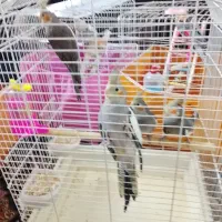 عروس هلندی 4عدد