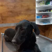 پیتبول آمریکایی ۸ ماهه|سگ|شوشتر, |دیوار