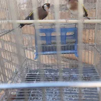 سهره وقناری|پرنده|کرمانشاه, |دیوار