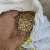 گندم ساوالان