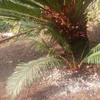 فروش گل سیکاس|گل و گیاه طبیعی|رشت, حومه رشت|دیوار