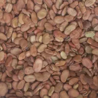 باقلا/باقله