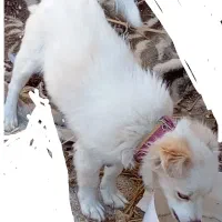 سگ درنظامشهر|سگ|نرماشیر, |دیوار