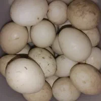 تخم نطفه دار اردک اسرائیلی