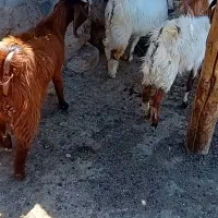 بز میش بزغاله بره ماده