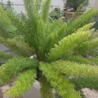 فروش گل|گل و گیاه طبیعی|مشهد, تربیت (صدف)|دیوار