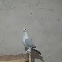 کبوتر|پرنده|برازجان, |دیوار