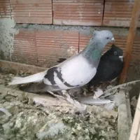 پرنده اغگورغ