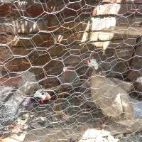 معاوضه 3مرغ شاخدار با مرغ خروس