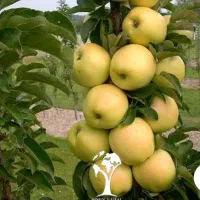 سیب زرد پاییزه