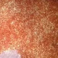 دافنی منجمد غنی شده تاریخ جدید27 فروردین غذای ماهی