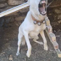 واگذاری سگ نگهبان|سگ|مشهد, میان ولایت|دیوار