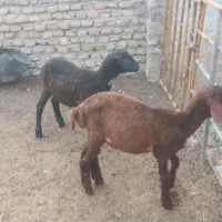 بره نر و ماده|حیوانات مزرعه|گرگان, |دیوار