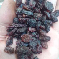 کشمش بیدانه آفتابی تاکستان تمیز(فقط آبگیری دارم )|خوردنی و آشامیدنی|تهران, شهرک ولیعصر شمالی|دیوار