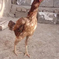 خروس لاری