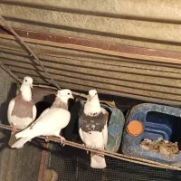 کفتر طوقی فنچ|پرنده|ری, حمزهآباد|دیوار