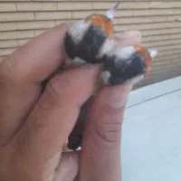 سقا|پرنده|کرمان, |دیوار