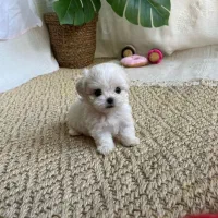 تخفیف ویژه فقط تا اخر امشب پودل و مالتیز