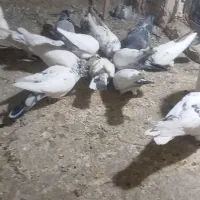 باسلام 5تا شهرستانی هم هست