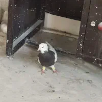 کبوتر طوقی|پرنده|مشهد, کوثر|دیوار