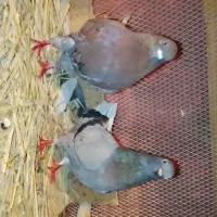 چندجفت سرخ و زرهی|پرنده|بابل, |دیوار