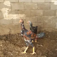 مرغ و خروس لاری|حیوانات مزرعه|خوی, |دیوار