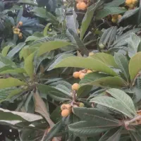 ازگیل فقط ۲۵۰