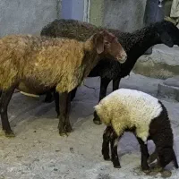 گوسفند جوان با بره|حیوانات مزرعه|ماهیدشت, |دیوار