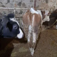 گوساله|حیوانات مزرعه|ایجرود, |دیوار