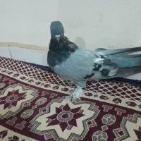 مفلق سبز|پرنده|شهرکرد, |دیوار