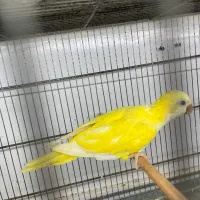 طوطی راهب لوتینو