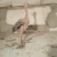 جوجه خروس لاری