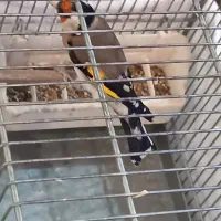 سهره نر و ماده