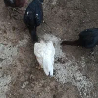 مرغ لاری