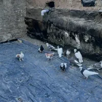 کبوتر ساده طوقی ۲۹عدد