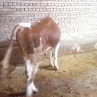 گوساله نرسیمینتال