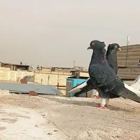 کفتر دمسفید مقبول