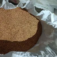 فروش گندم برای بذر|عمدهفروشی|تیکمه داش, |دیوار