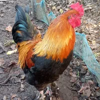 خروس سلطان|حیوانات مزرعه|رشت, نیروی دریایی|دیوار