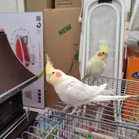 یک جفت عروس هلندی لوتینو