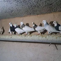 کبوتر طوقی|پرنده|گرمه, |دیوار