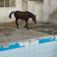 اسب|اسب و تجهیزات اسبسواری|مشهد, شهید بهشتی|دیوار