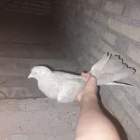 کبوتر