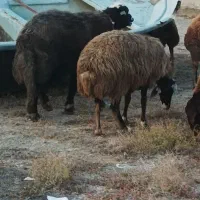 قوچ قره چال|حیوانات مزرعه|گمیشان, |دیوار