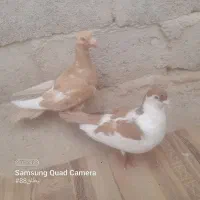 کبوتر پلنگ